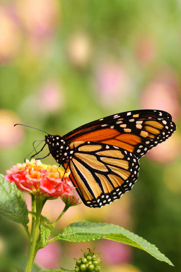 敢偷中国人的手机你是疯了吧