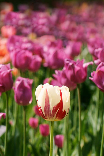 孙坚三天被偷了两次