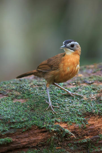 中科大大二真诚求助，绩点滑落击垮自信，阳光开朗变沉默寡言，难以集中精神学习，室友矛盾，该怎么走出困境？