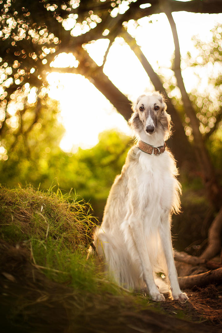 tent（tent是什么意思）