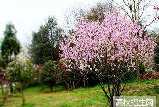 池州职业技术学院图片