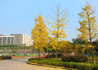 学校风景