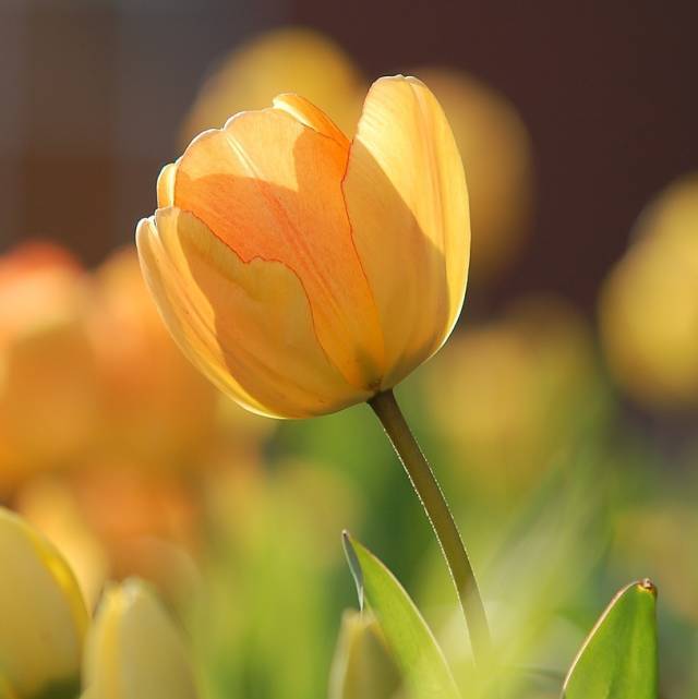 ééé¦çè±è¯­