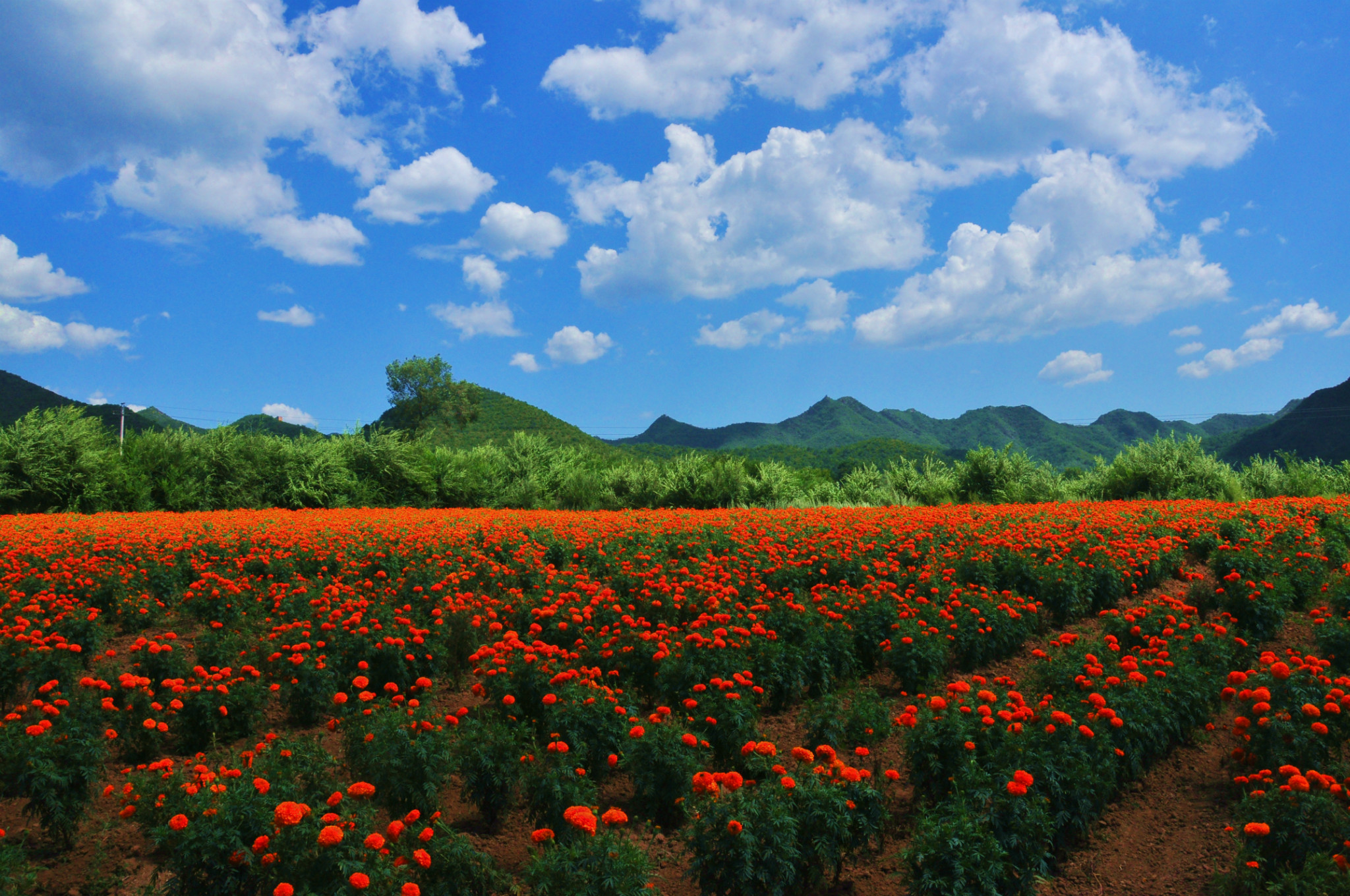 å»¶åºå¿:åå­£è±æµ·è¿æ¥ç¾éç»å»   å»¶åºå¿ä»å¹´æ¨åºäºä¸æ¡èµè±èµæ¯ä¹æ,è·¯çº¿èµ·ç¹ä¸ºåæå ¡ä¹¡åæå ¡æè¥¿,ç»ç¹å¨åº·åºéå¤ªå¹³åºæ,éå¾åå­£è±æµ·ãç¾éå±±æ°´ç»å»ãå¤©æååºãé¶èºå­ãä¹æ²é»æ²³ç¯éµç­æ¯ç¹,çº¿è·¯ç¹ç¹å°±æ¯ç»ä¸½è±æµ·ãéå±±ç¢§æ°´,æå½åä¸ºâè±æµ·ç¢§æ¸¸âã   