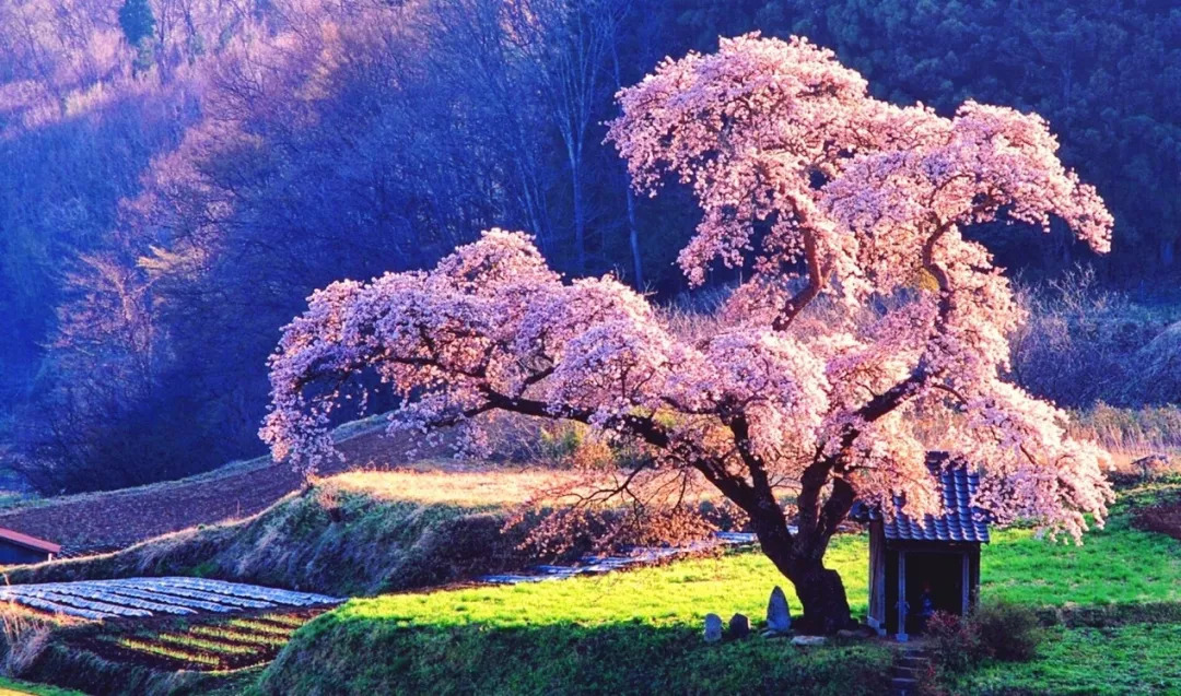 æ¨±è±ç¾æ¯