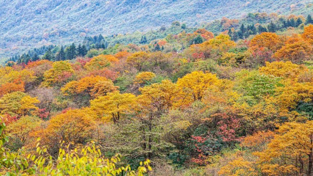 å±±å¾é¢é¡å³»,å¹¸èæç³çº§   ä¸è¾¹æ¯å±±è°·,ç¼ç¼å°æ·è¿æµäº   ä¸è¾¹æ¯çº¢å¶,äºå½©ææè£é¥°çå±±é´   ä¾¿æ¯å¸å¼æ¸¸äººçå¨é¨é£æ¯   å¤©é«äºæ·¡ãçº¢å¶å¤ºç®   å®ä»¥è²å¥ç¬,ä»¥å­£ä¸ºç¼,å¤©ç¶ç»é   